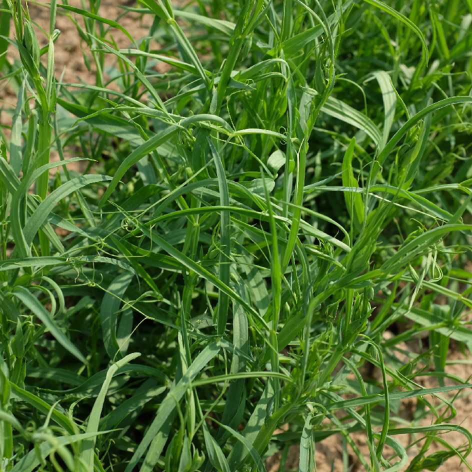 la-bo-te-graines-gesse-pois-carr-l-gumineuse-bio image 4