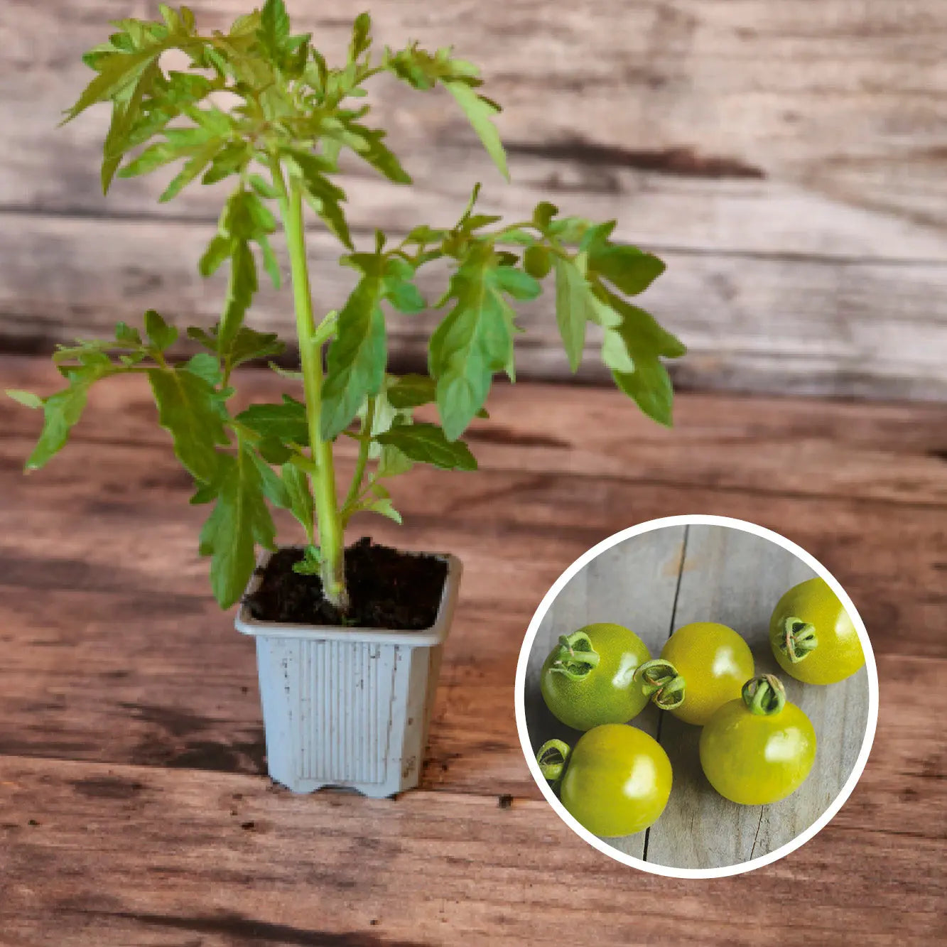 ferme-de-sainte-marthe-s-lection-arc-en-tomates-graines-tomates image 4