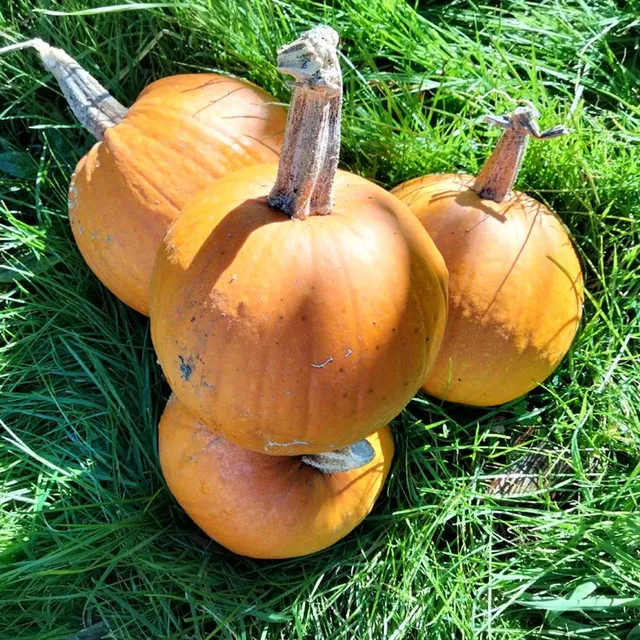 la-bo-te-graines-graines-l-gumes-courge-baby-bear-bio-orange image 1