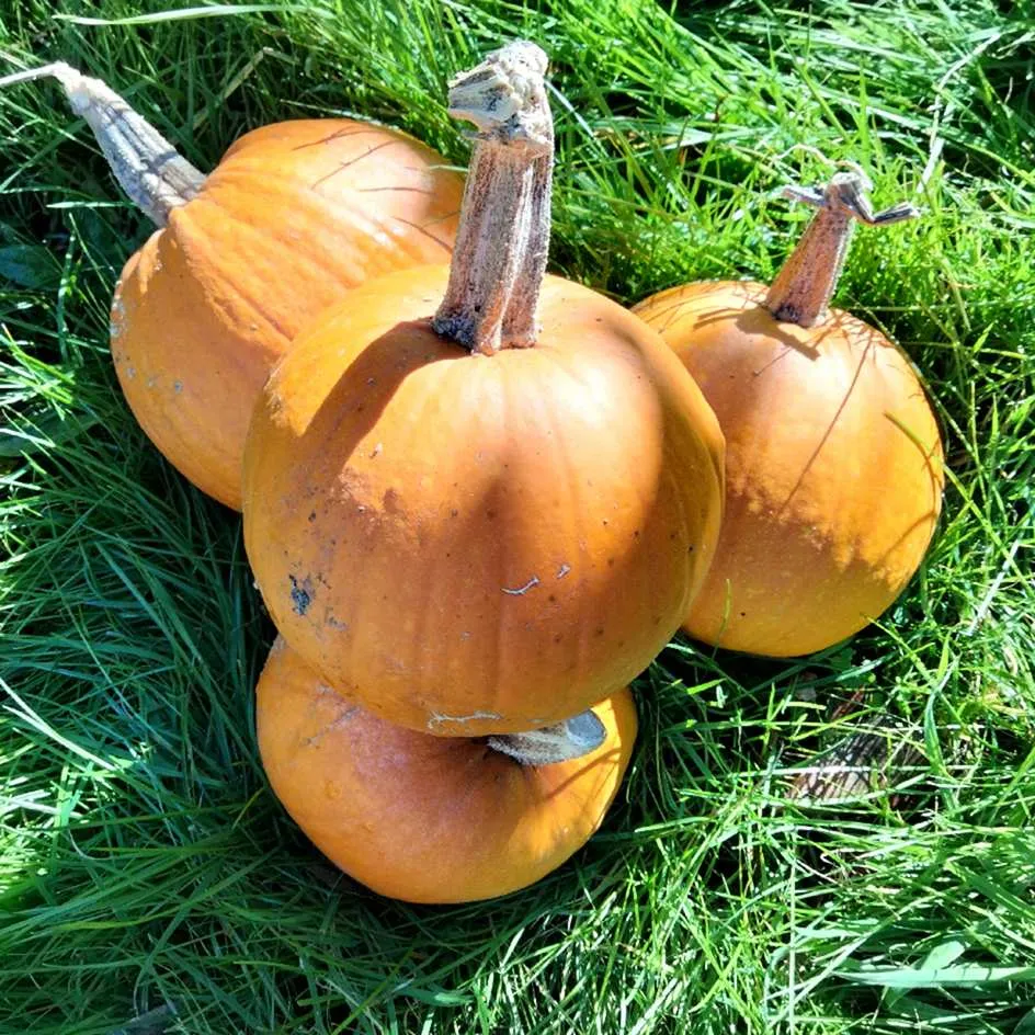 la-bo-te-graines-graines-l-gumes-courge-baby-bear-bio-orange image 1