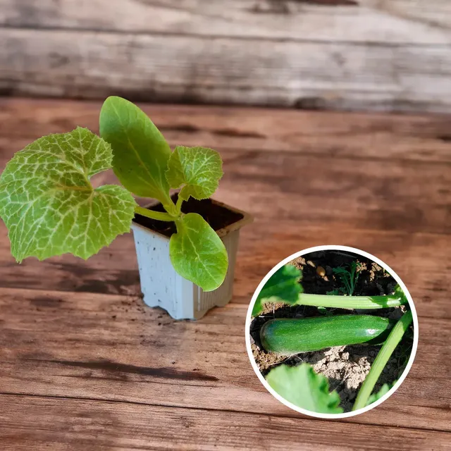 ferme-de-sainte-marthe-courgette-milan-black-beauty-plant-bio image 1