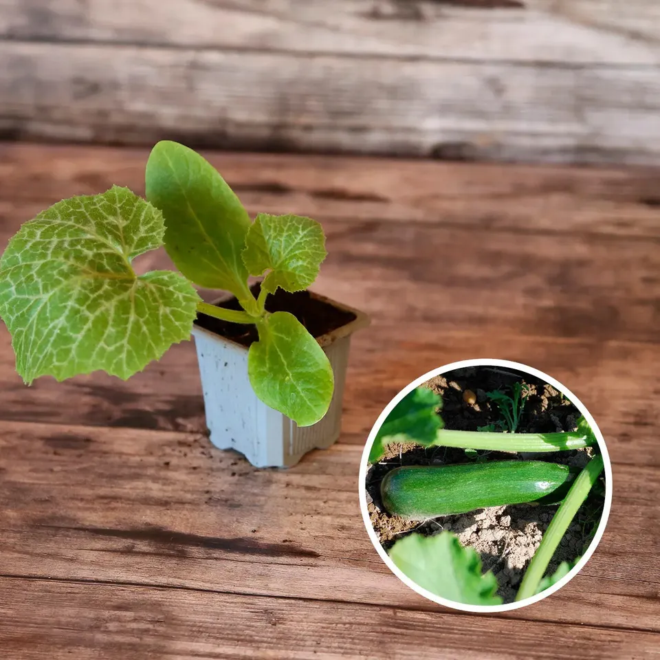 ferme-de-sainte-marthe-courgette-milan-black-beauty-plant-bio image 1