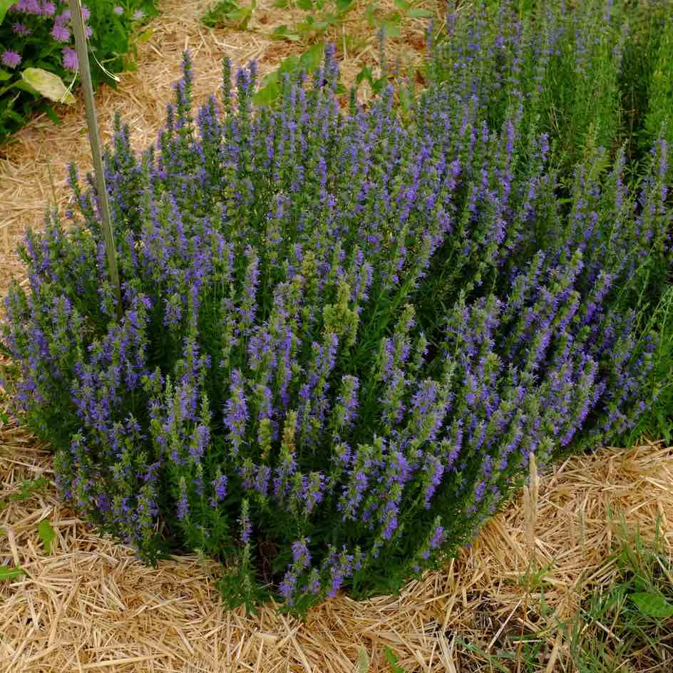 la-bo-te-graines-hysope-bio-graines-aromatiques-vivace image 1