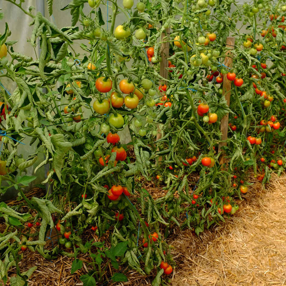 la-bo-te-graines-tomate-pr-coce-de-quimper-graines-bio-pot image 4