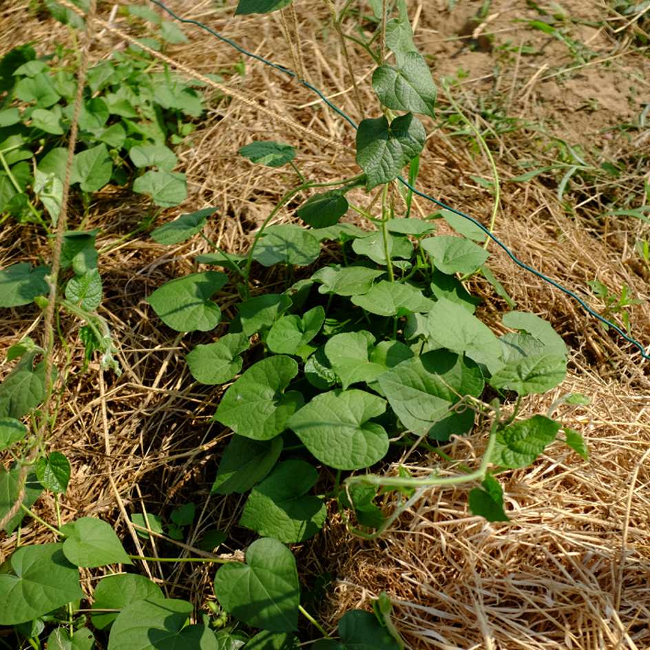 la-bo-te-graines-ipom-e-double-pom-pom-bio-graines-fleurs image 3