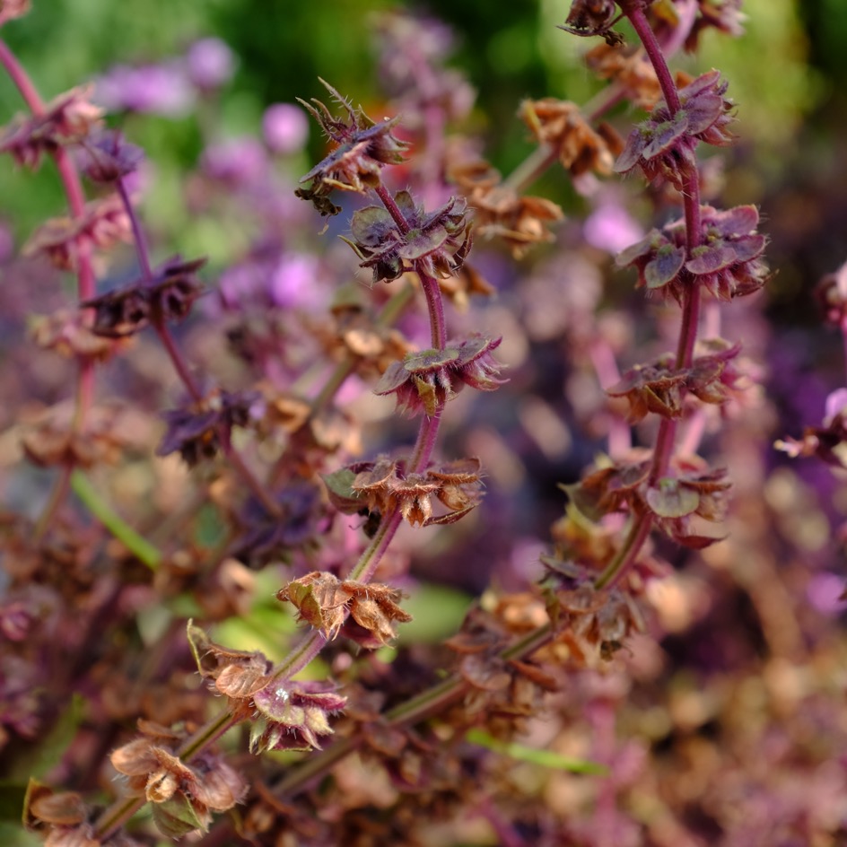 la-bo-te-graines-basilic-rosie-graines-aromatiques-bio-pourpre image 2