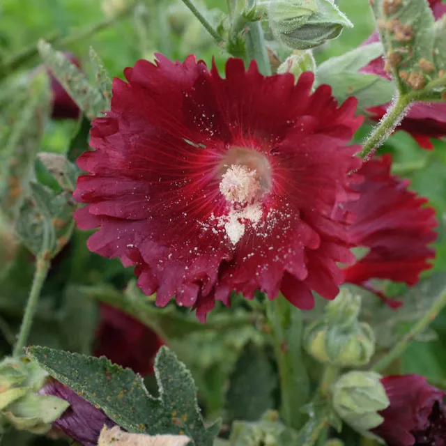 la-bo-te-graines-rose-tr-mi-re-en-m-lange-graines-fleurs-bio image 1