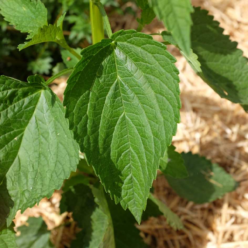 la-bo-te-graines-agastache-nepetoides-graines-fleurs-bio image 3
