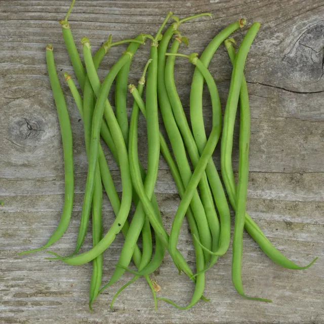 ferme-de-sainte-marthe-graines-potag-res-haricot-nain-argus-bio image 1