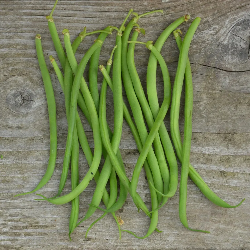 ferme-de-sainte-marthe-graines-potag-res-haricot-nain-argus-bio image 1