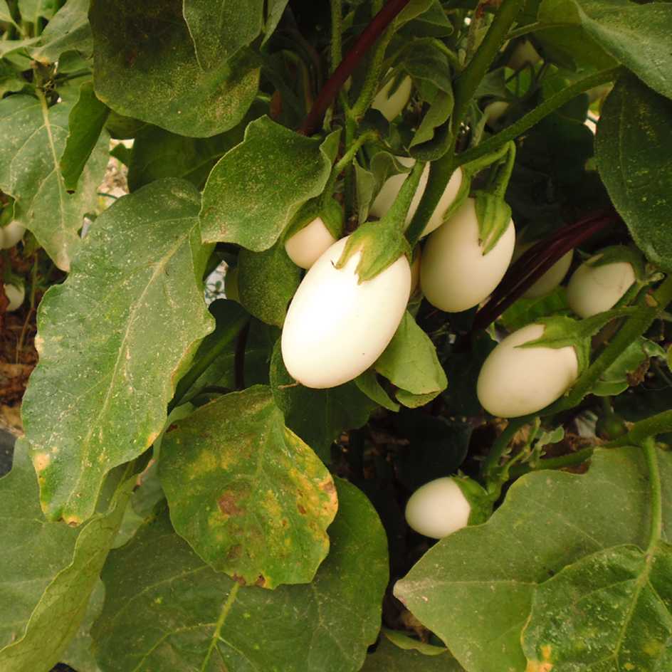 la-bo-te-graines-blanche-ronde-aubergine-bio-en-pot image 1