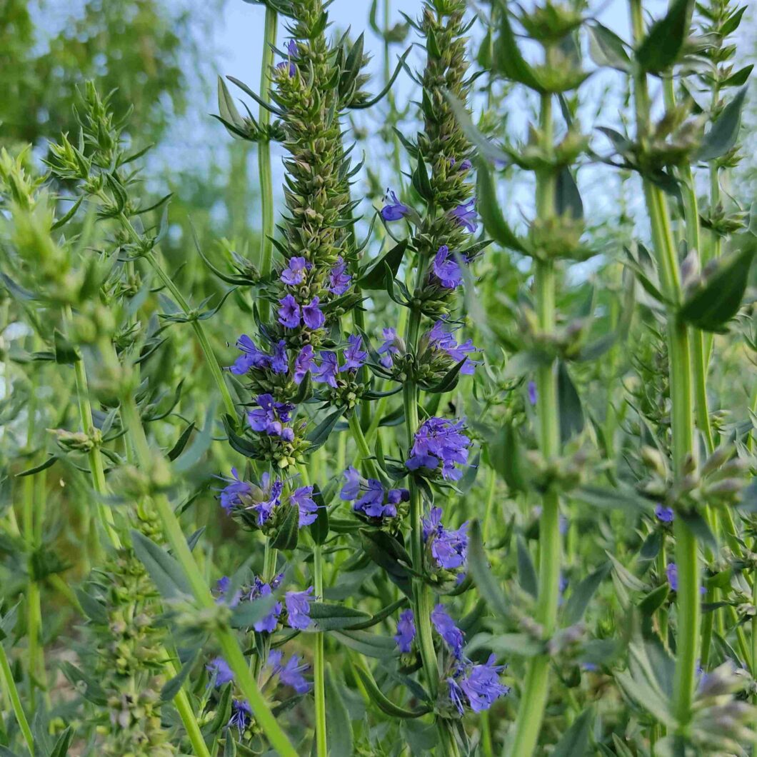 les-semences-de-l-ombelle-hysope-officinale-graines-bio-vivace image 1