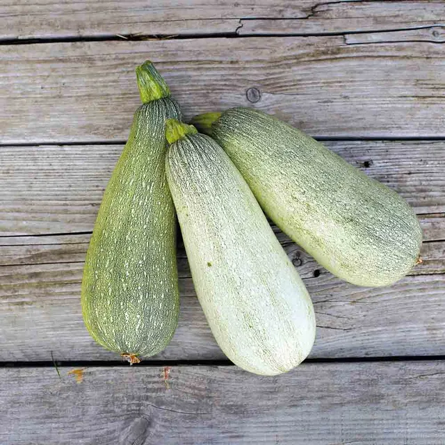ferme-de-sainte-marthe-graines-courgette-ortolana-de-faenza-ab-pr-coce-verte image 1