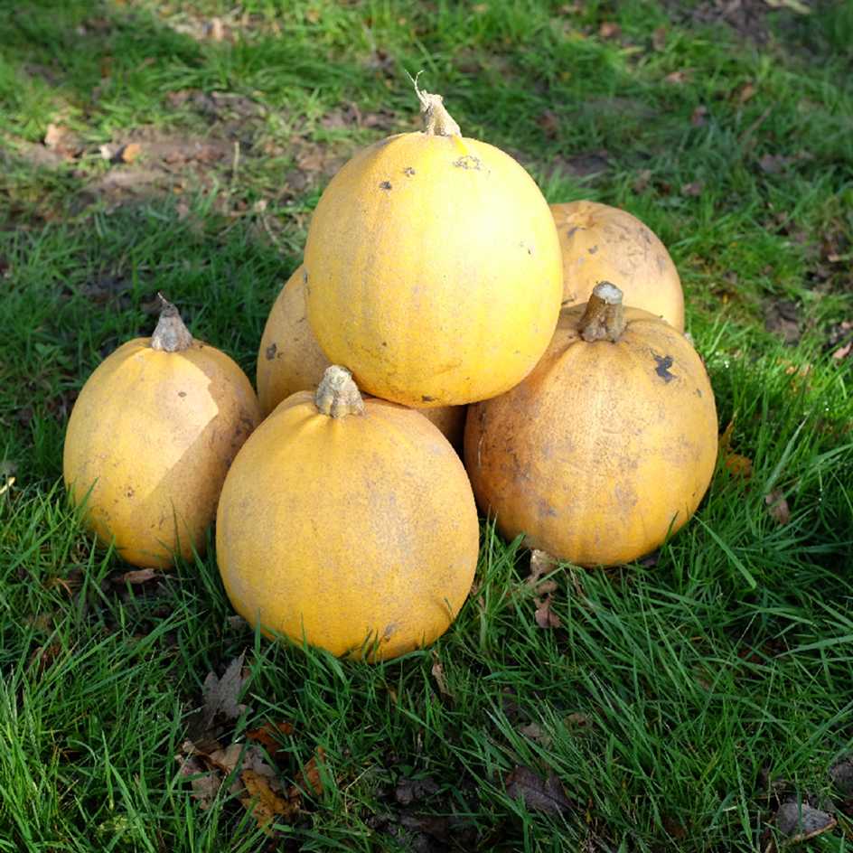 la-bo-te-graines-graines-l-gumes-courge-melonnette-jasp-e-bio-sucr-e image 2
