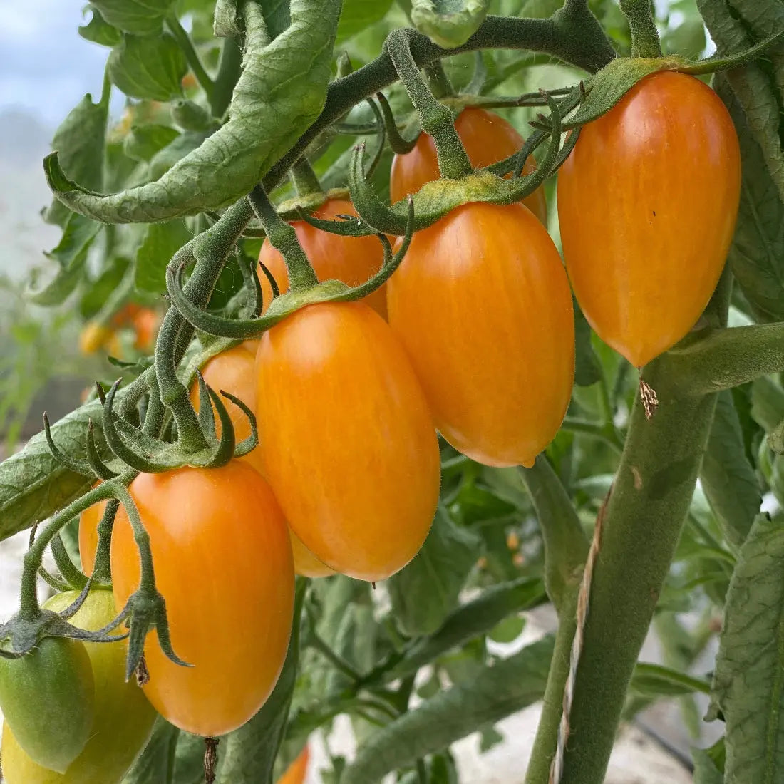 ferme-de-sainte-marthe-tomate-artisan-blush-tiger-graines-cerise image 3
