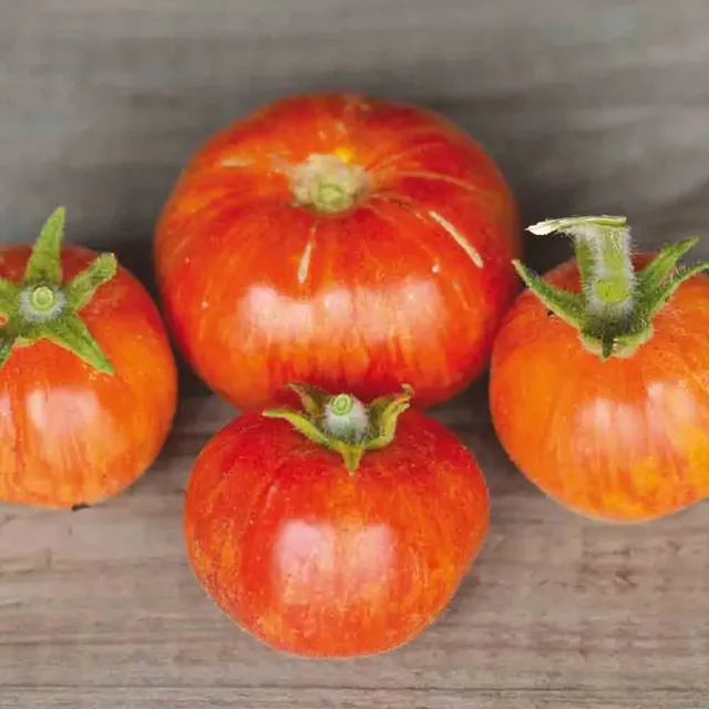 ferme-de-sainte-marthe-elberta-peach-tomate-graines-bio-pot image 1