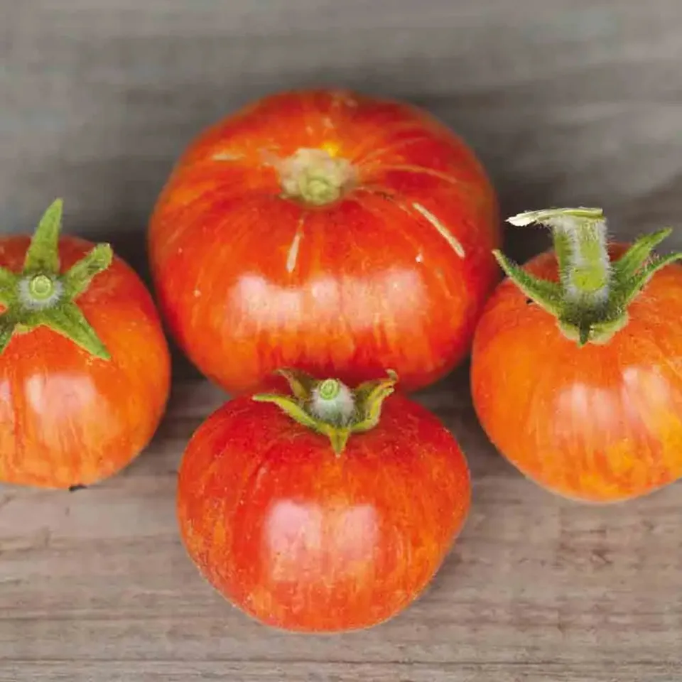 ferme-de-sainte-marthe-elberta-peach-tomate-graines-bio-pot image 1
