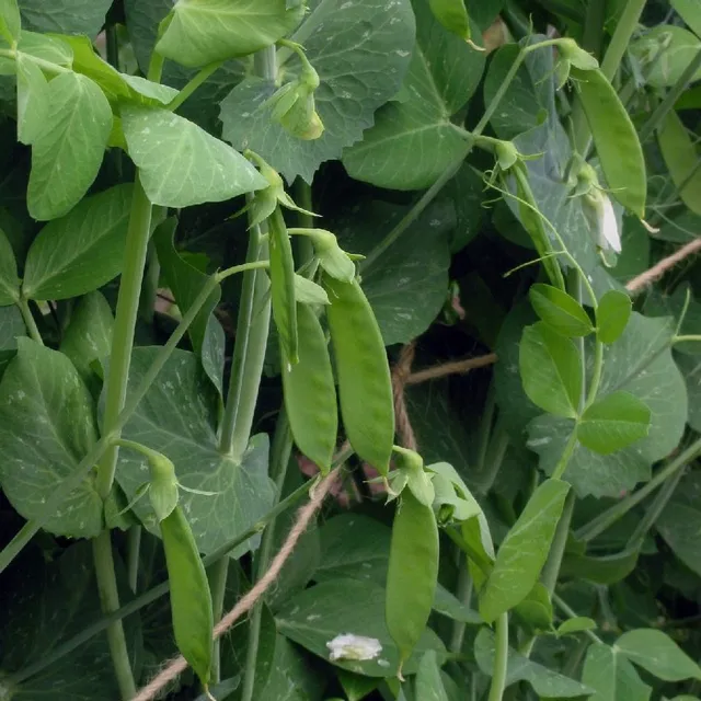 la-bo-te-graines-pois-h-raut-record-bio-graines-bio image 1