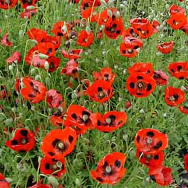 ferme-de-sainte-marthe-graines-de-fleurs-coquelicot-pierrot-bio image 1