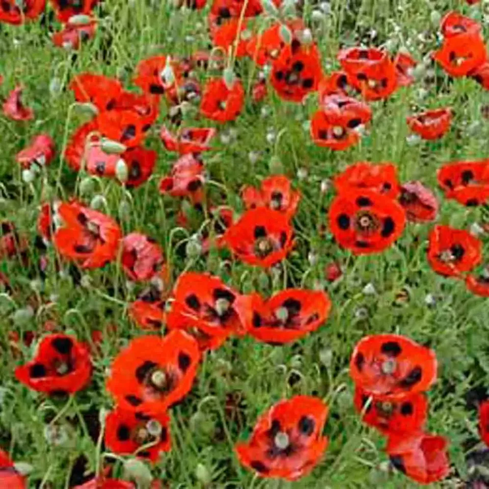 ferme-de-sainte-marthe-graines-de-fleurs-coquelicot-pierrot-bio image 1