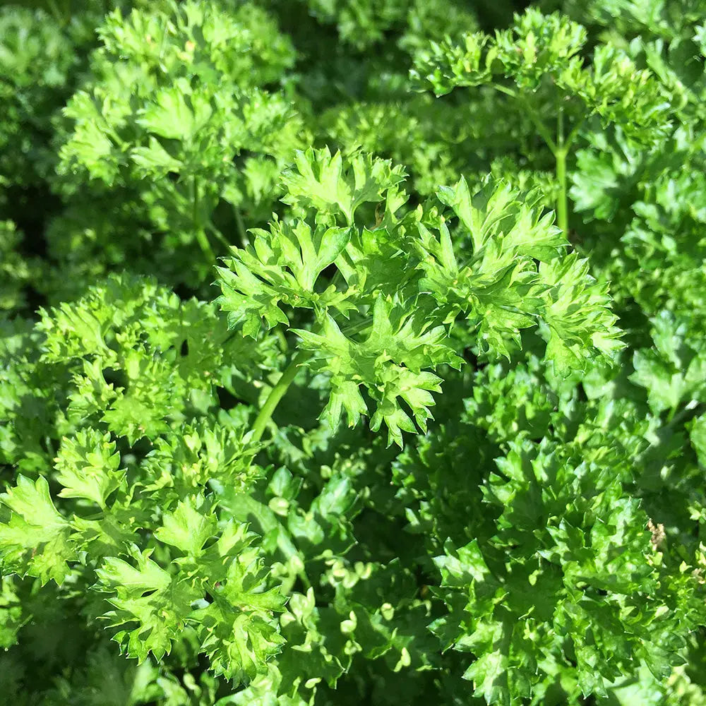 ferme-de-sainte-marthe-persil-fris-plant-aromatique-bio-vert image 2