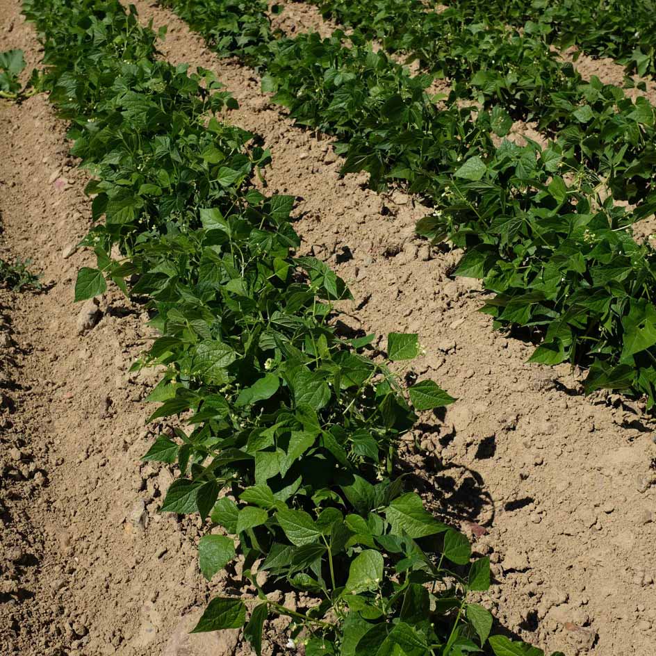 la-bo-te-graines-haricot-coco-paimpol-bio-graines-tr-s-productif image 3