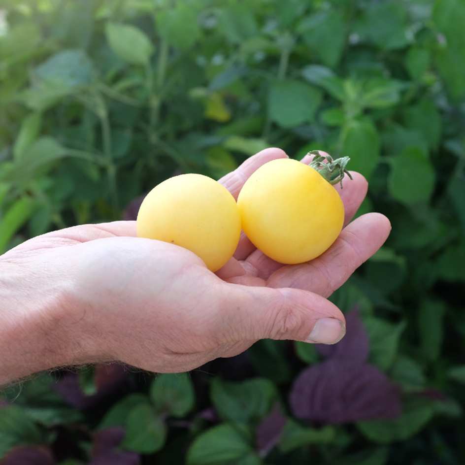 la-bo-te-graines-tomate-p-che-blanche-bio-graines-ancienne image 3