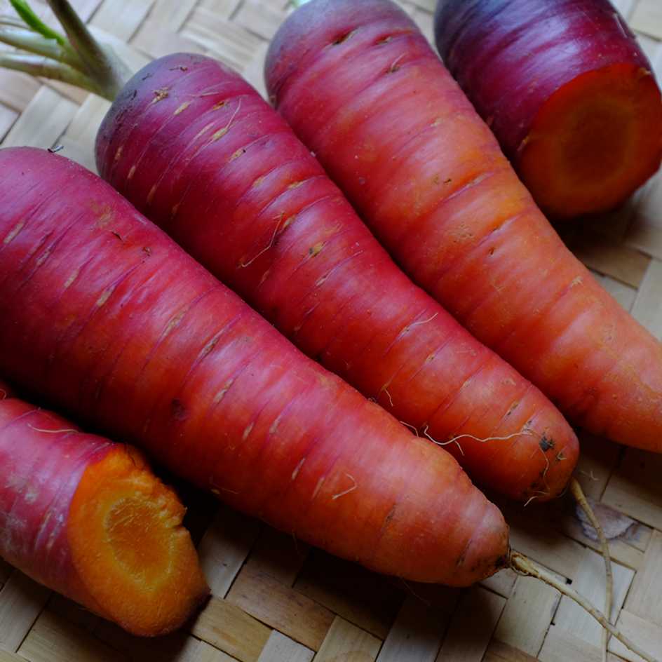 la-bo-te-graines-carotte-longue-rouge-sang-bio-rustique image 4