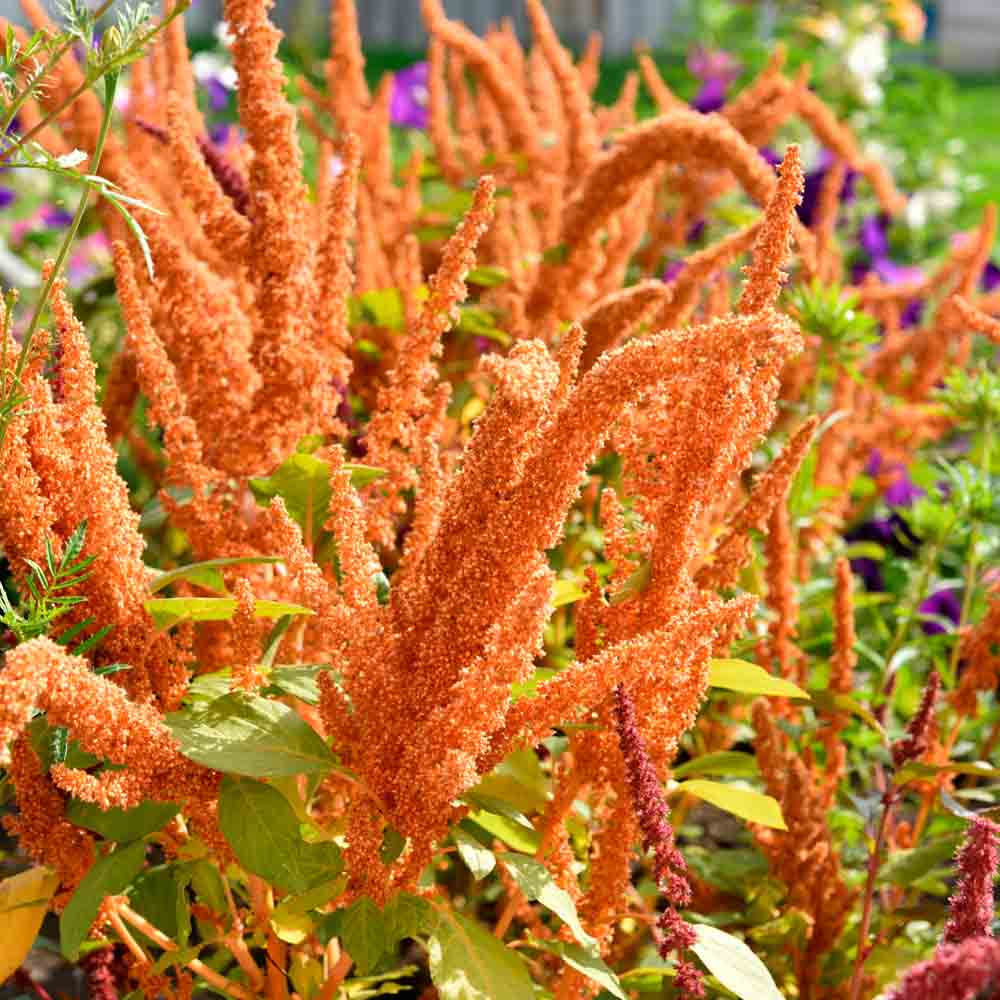 ferme-de-sainte-marthe-amarante-golden-giant-graines-fleurs-comestible image 1