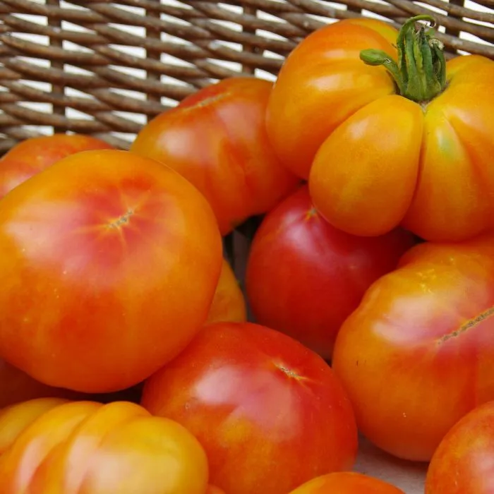 les-semences-de-l-ombelle-tomate-ananas-bio-graines-tomate image 1