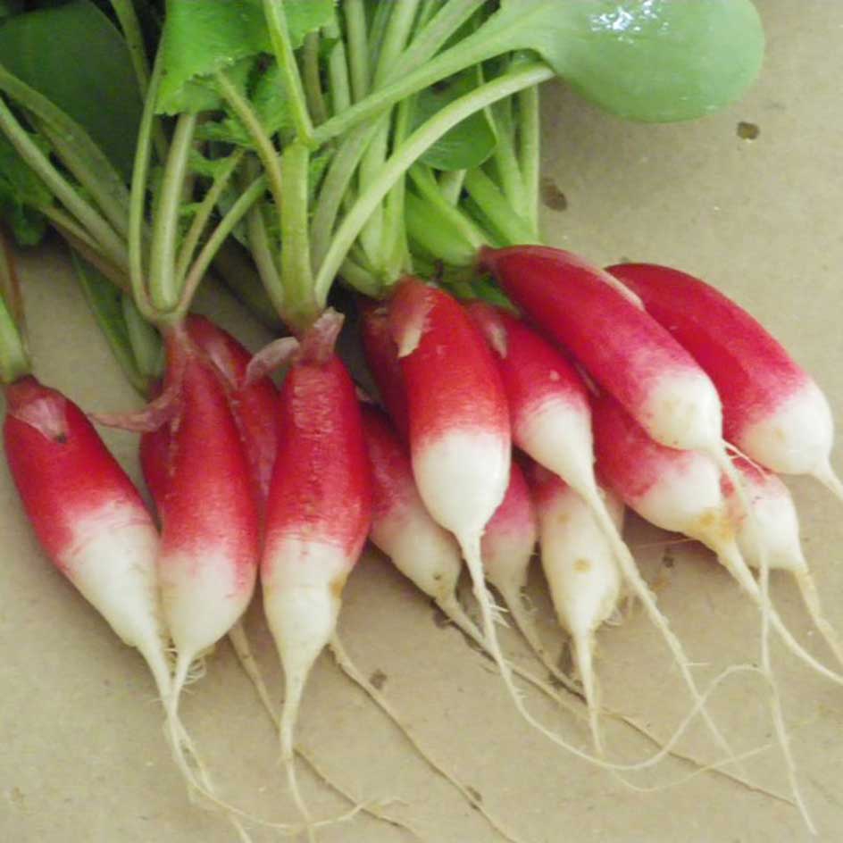 la-bo-te-graines-radis-flamboyant-graines-l-gumes-bio-croquant image 1