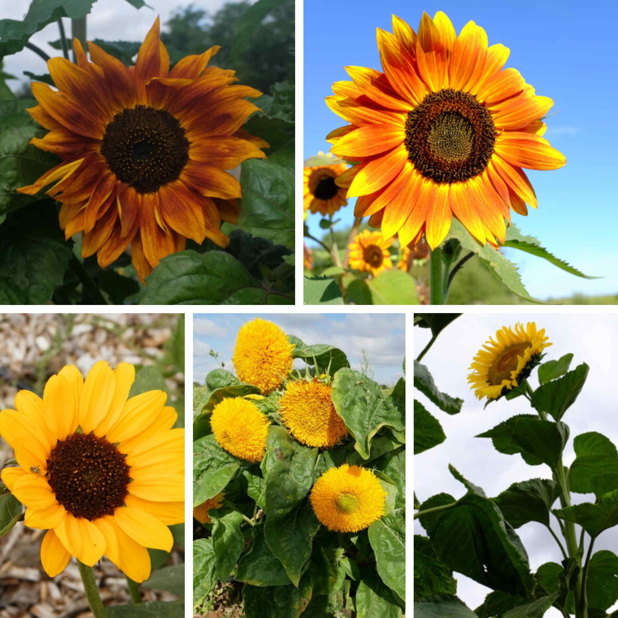 la-bo-te-graines-m-lange-tournesols-bio-graines-fleurs-couleurs image 1