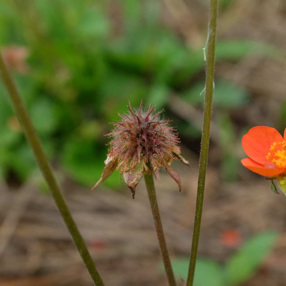 la-bo-te-graines-graines-fleurs-geum-coccineum-koi-sachet-bio-vivace image 5