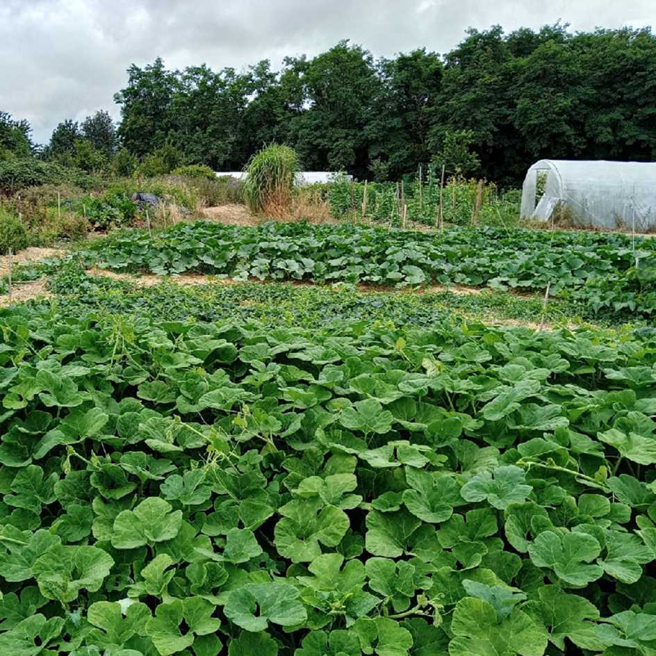 la-bo-te-graines-courge-de-siam-bio-graines-courge image 3
