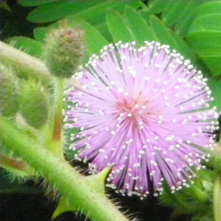 la-bo-te-graines-mimosa-pudica-graines-fleurs-bio-pot image 4