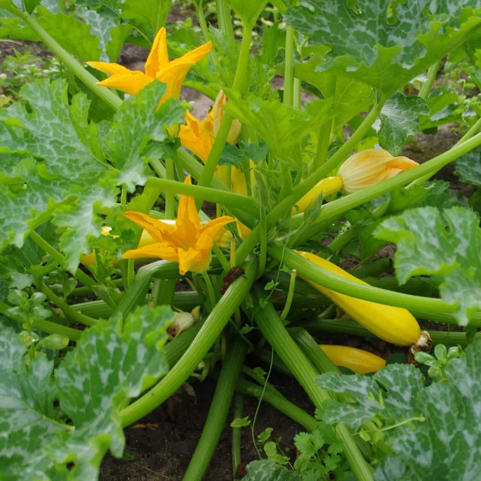 les-semences-de-l-ombelle-courgette-rheinau-gold-bio-graines-potag-res image 1