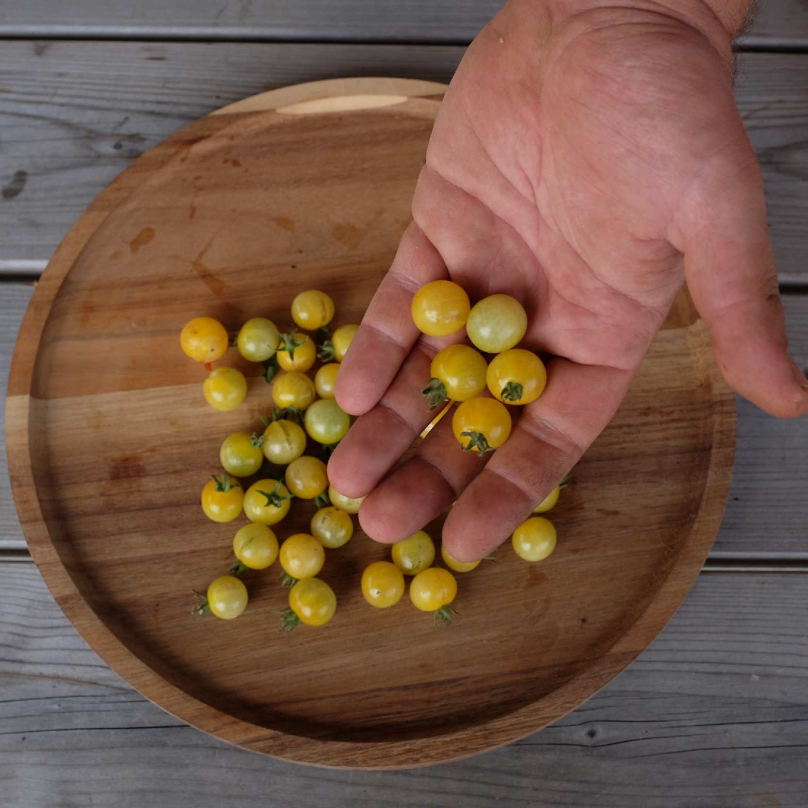 la-bo-te-graines-graines-l-gumes-white-currant-bio-pr-coce image 3