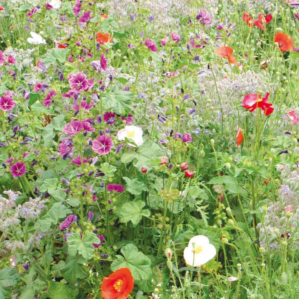 ferme-de-sainte-marthe-m-lange-fleuri-zone-ombr-e-graines image 1