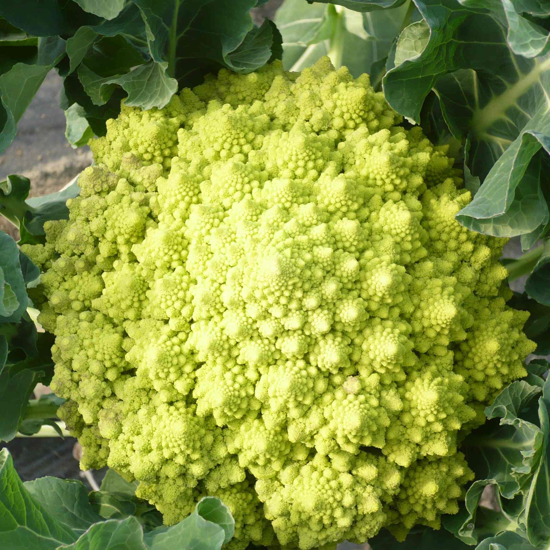 les-semences-de-l-ombelle-chou-romanesco-vert-bio-graines-potag-res image 2