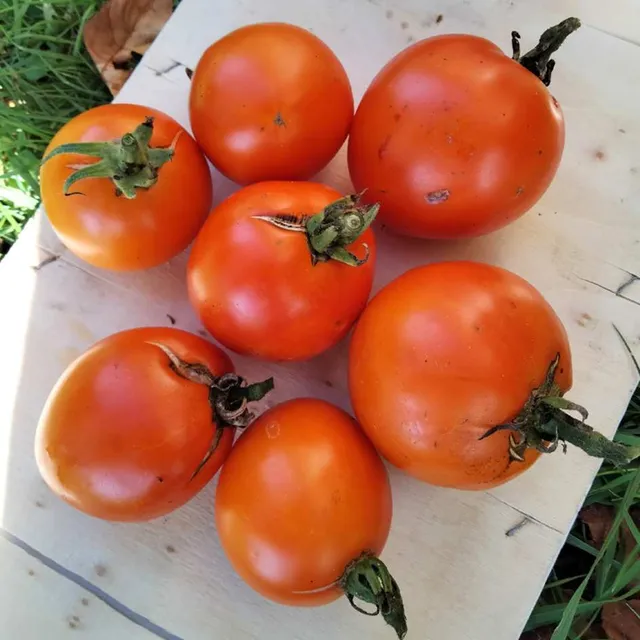 la-bo-te-graines-tomate-kaki-coing-bio-graines-conserve image 1