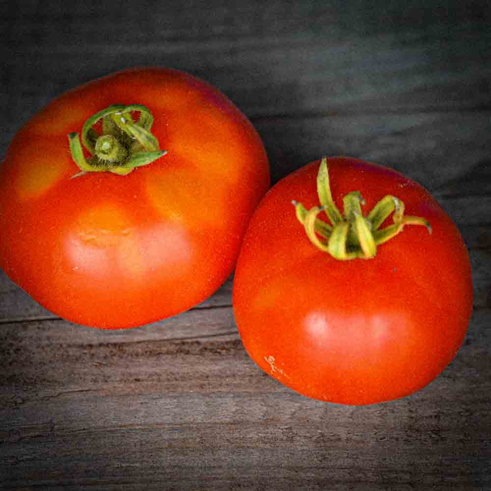 ferme-de-sainte-marthe-tomate-marmande-ab-plant-bio-potager image 2
