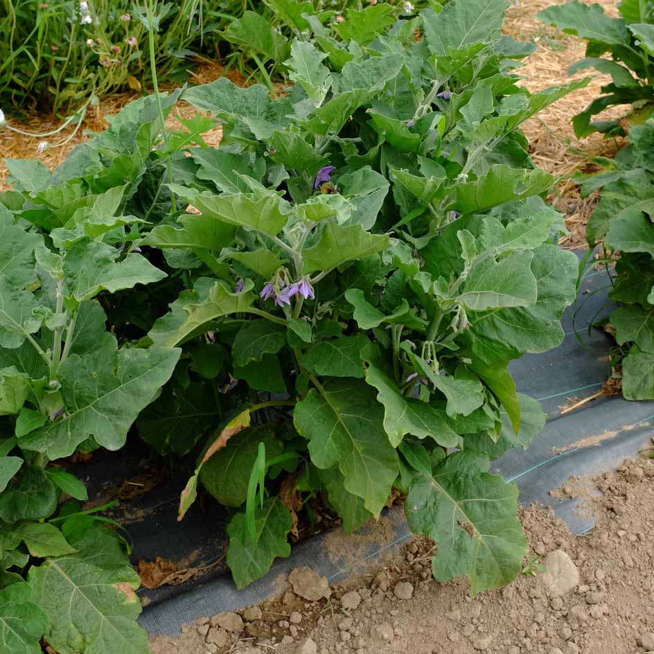 la-bo-te-graines-aubergine-tha-long-green-bio-graines-verte image 4