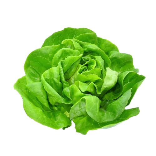 graines-bocquet-laitue-novappia-graines-potag-res-2-g-pr-coce image 2