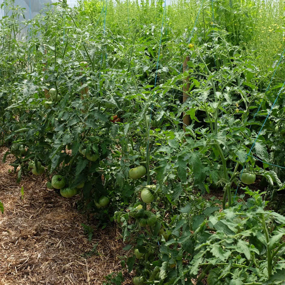 la-bo-te-graines-tomate-ananas-bio-graines-potag-res-tardive image 2