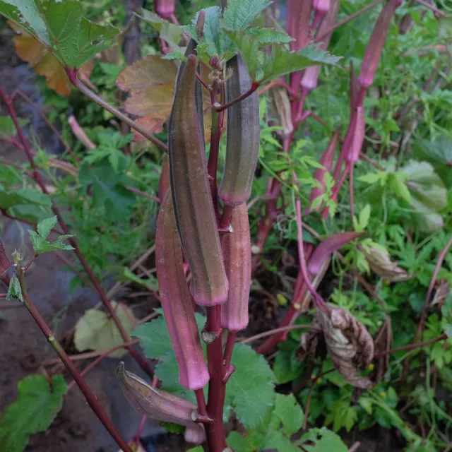 la-bo-te-graines-gombo-red-burgundy-bio-graines-fruits-rouges image 1