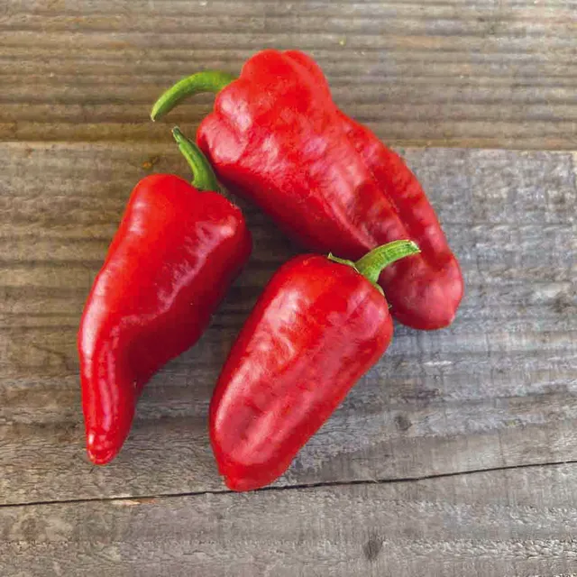 ferme-de-sainte-marthe-piment-padron-ab-graines-bio-productif image 1