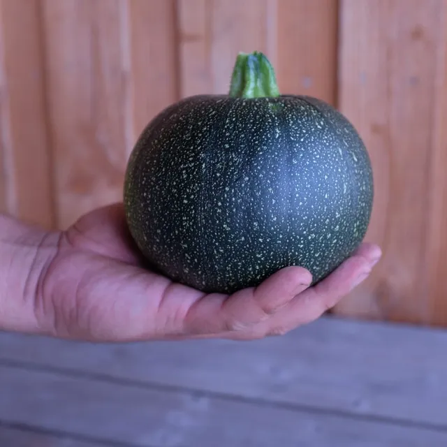 la-bo-te-graines-ronde-de-piacenza-graines-courgette-bio-productive image 1