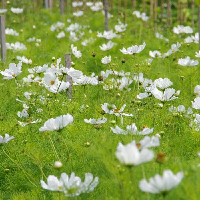 les-semences-de-l-ombelle-cosmos-blanc-pur-graines-de-fleurs-bio image 2