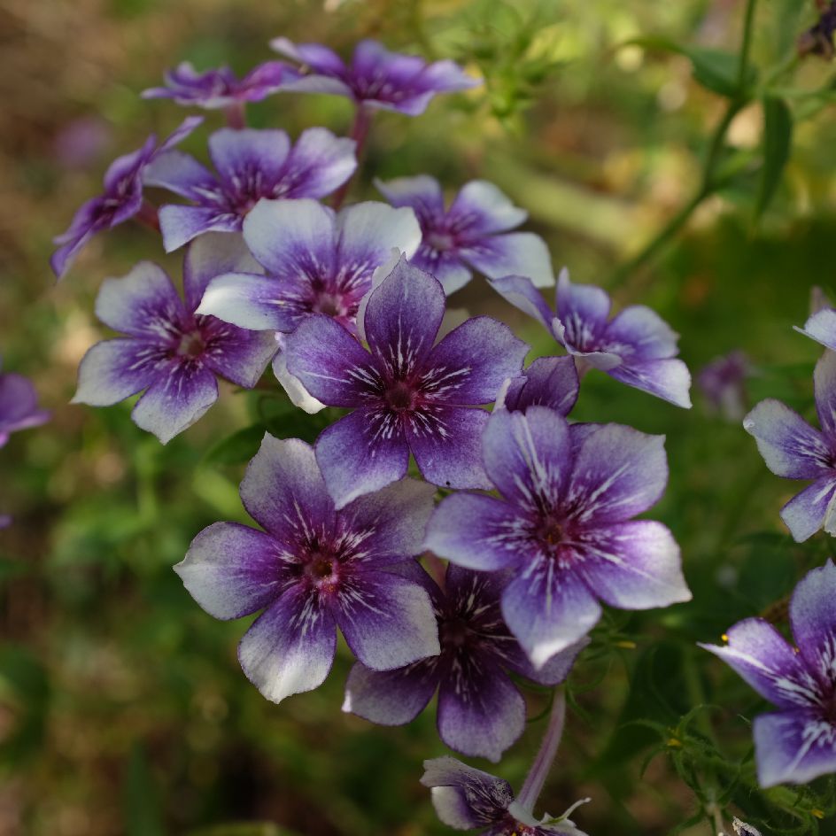 la-bo-te-graines-graines-fleurs-phlox-drummondii-sugar-stars-bio-t image 2