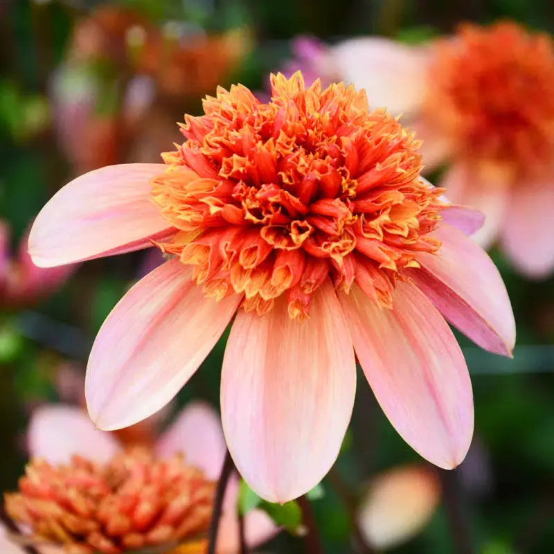 ferme-de-sainte-marthe-dahlia-totally-tangerine-bulbe-orange image 1